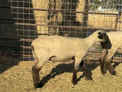 Quality Hampshire Ewe Lambs