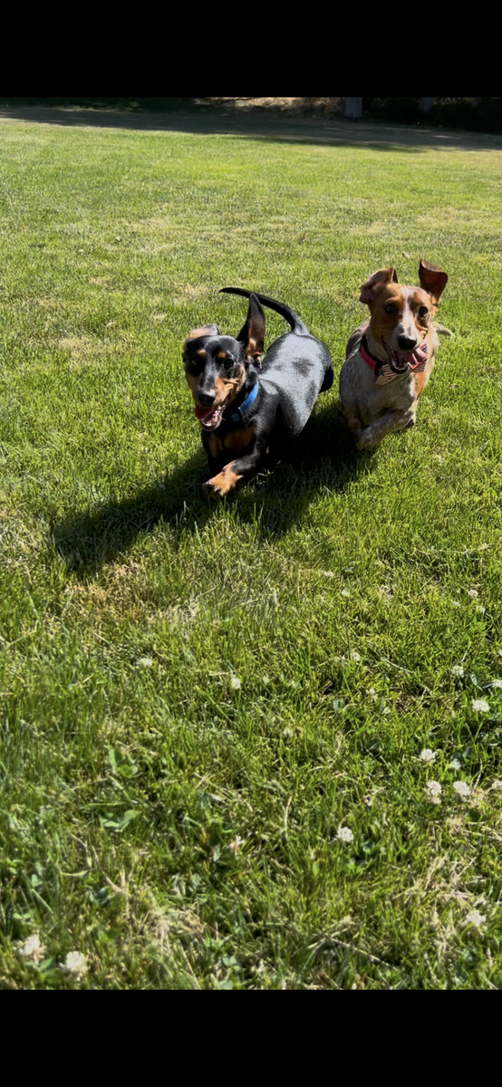 Two adorable Dachshund puppies looking for their forever home