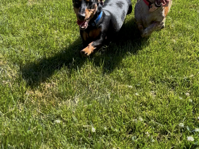 Two adorable Dachshund puppies looking for their forever home