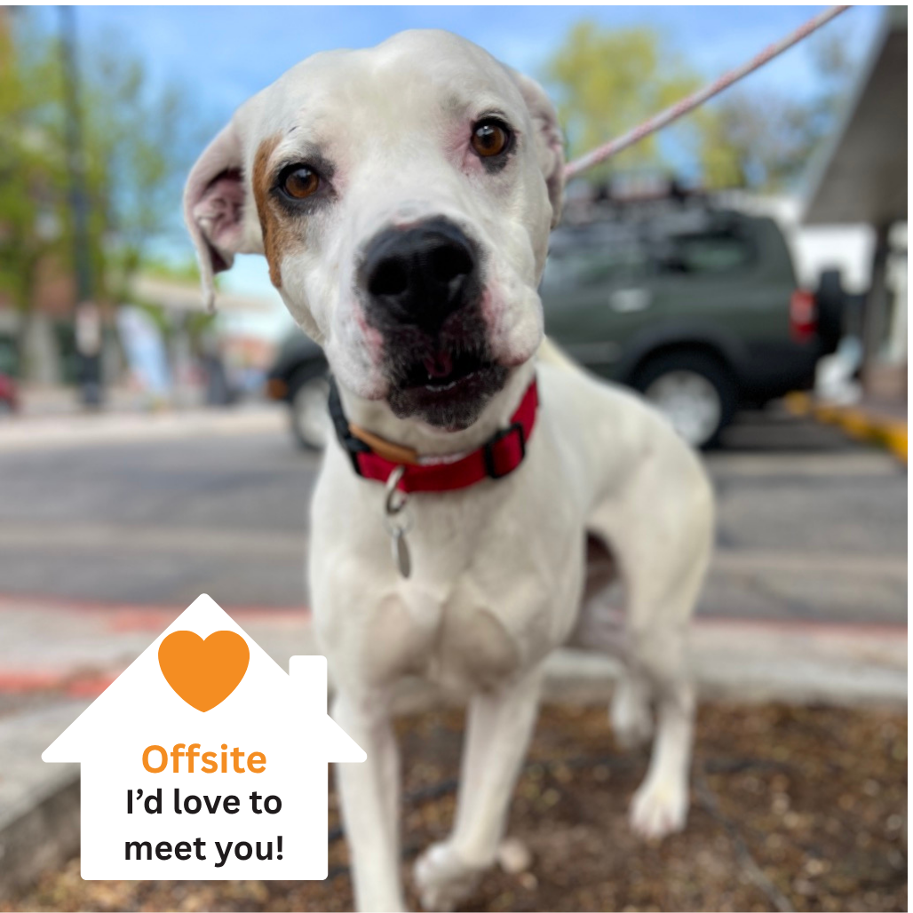 Hello my name is Olaf