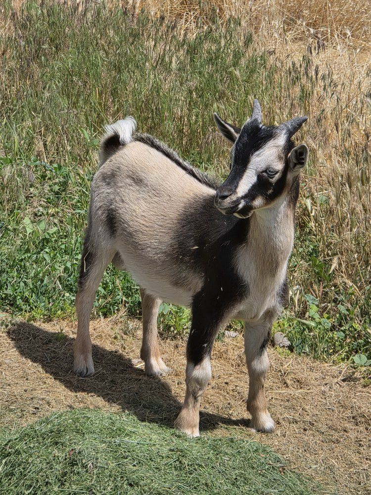 Healthy Young Goat for Sale - Black & Tan Markings