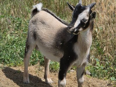 Healthy Young Goat for Sale - Black & Tan Markings
