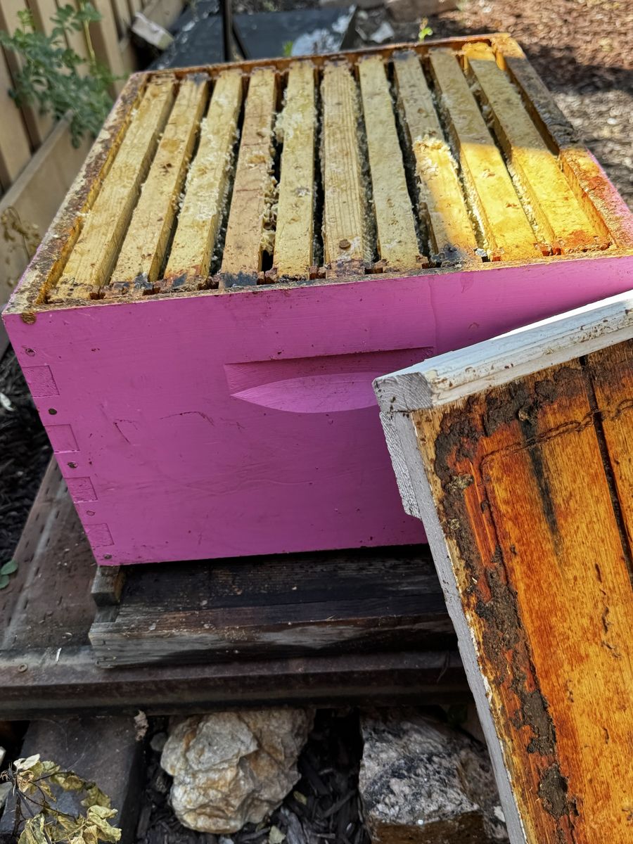 One bee hive (no bees)