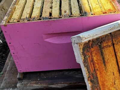 One bee hive (no bees)