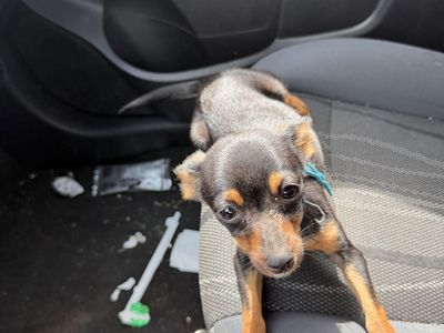 Tea cup Chihuahua