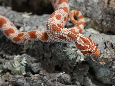 Subadult purple line albino conda pos het snow