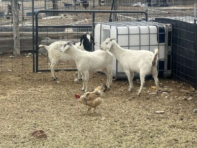 Goats