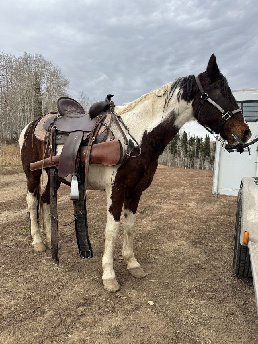 Horse