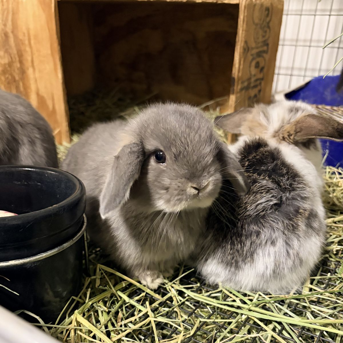 Opal Holland Lop buck baby bunny