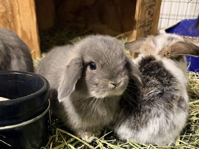 Opal Holland Lop buck baby bunny