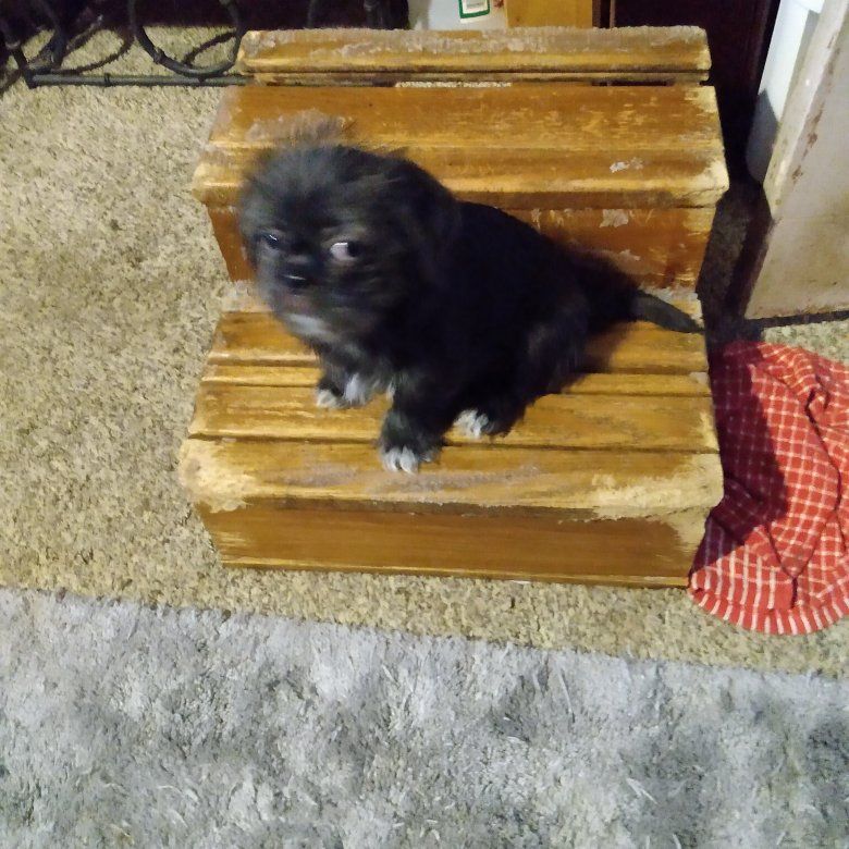 Free shihtzu mix