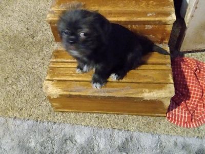 Free shihtzu mix