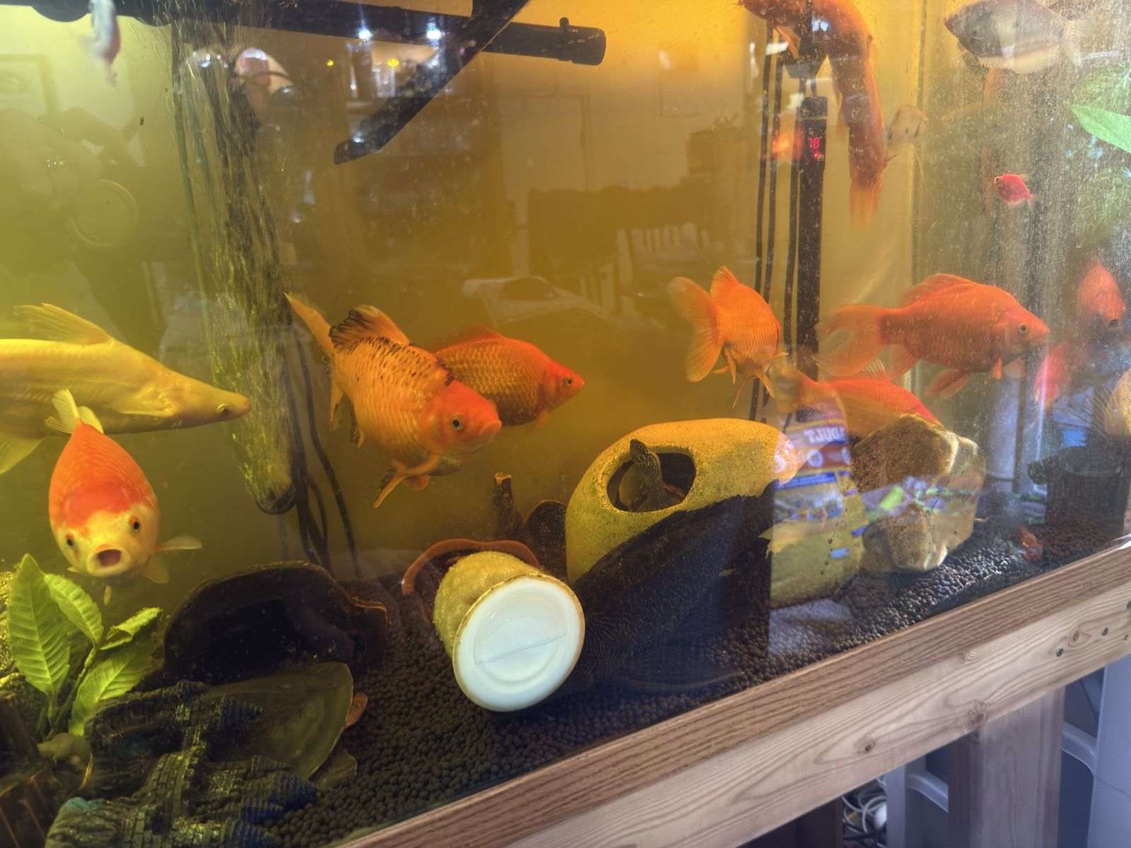 Giant healthy goldfish