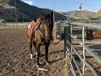 9-Year-Old Roping Bay Gelding Horse