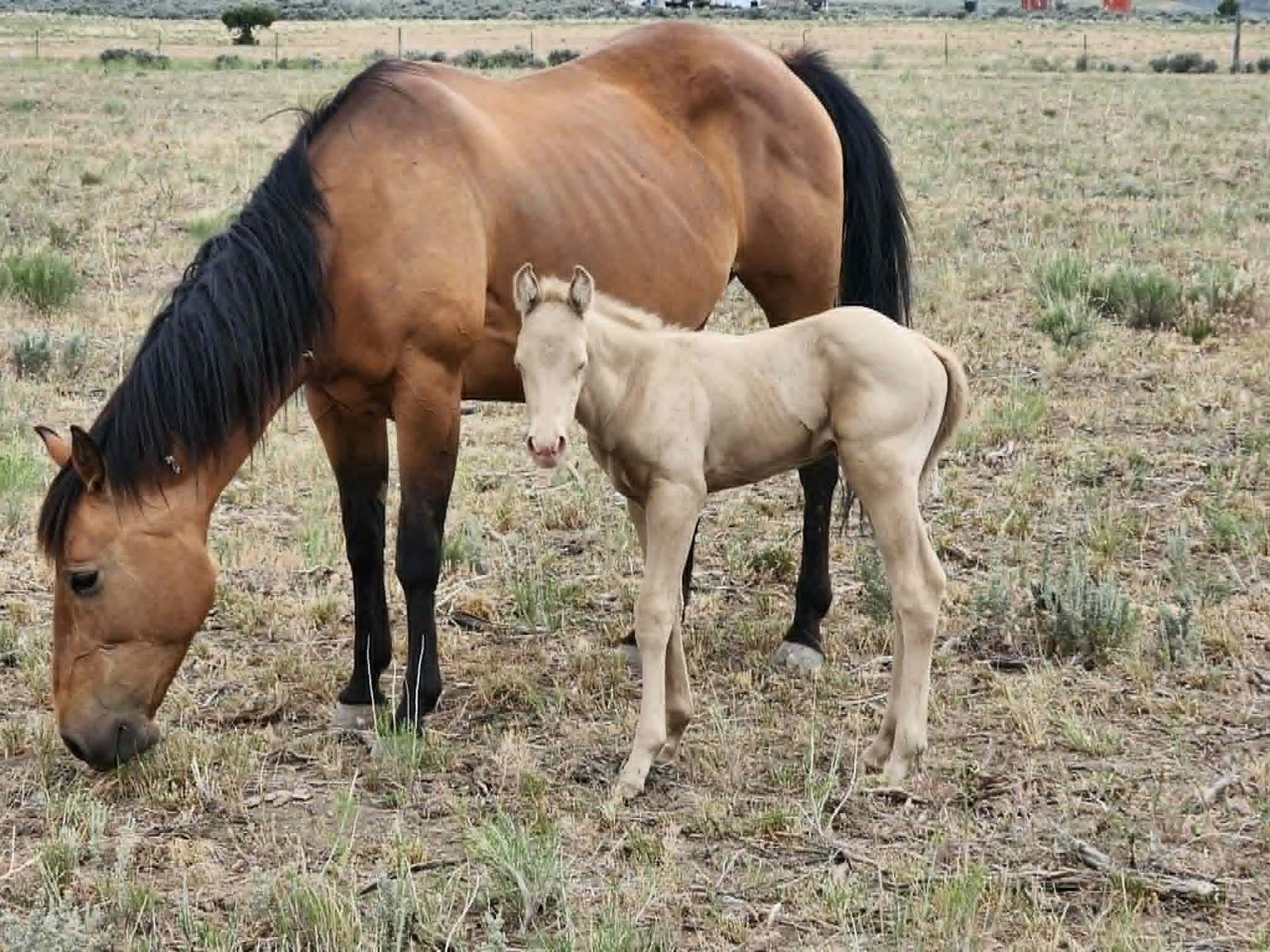 2026 Palomino Horse Colt