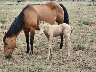 2026 Palomino Horse Colt