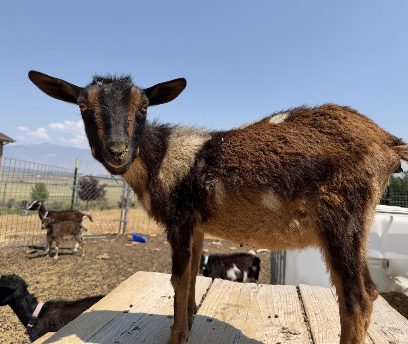 Nigerian Dairy Goats - bottle raised
