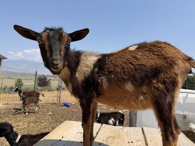 Nigerian Dairy Goats - bottle raised