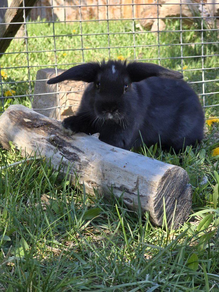 Holland Lop Mix (doe)