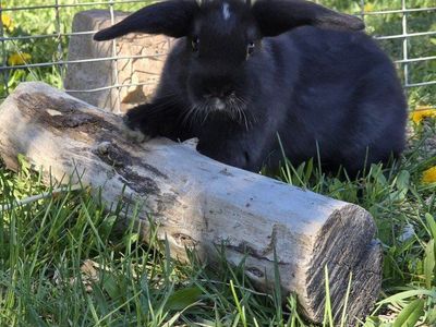 Holland Lop Mix (doe)