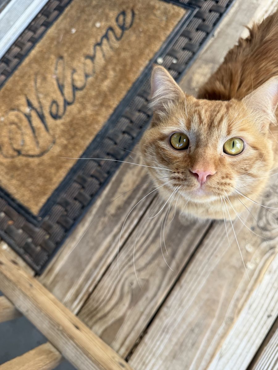 Very sweet neutered male