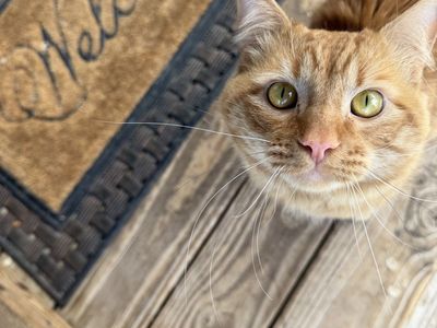 Very sweet neutered male