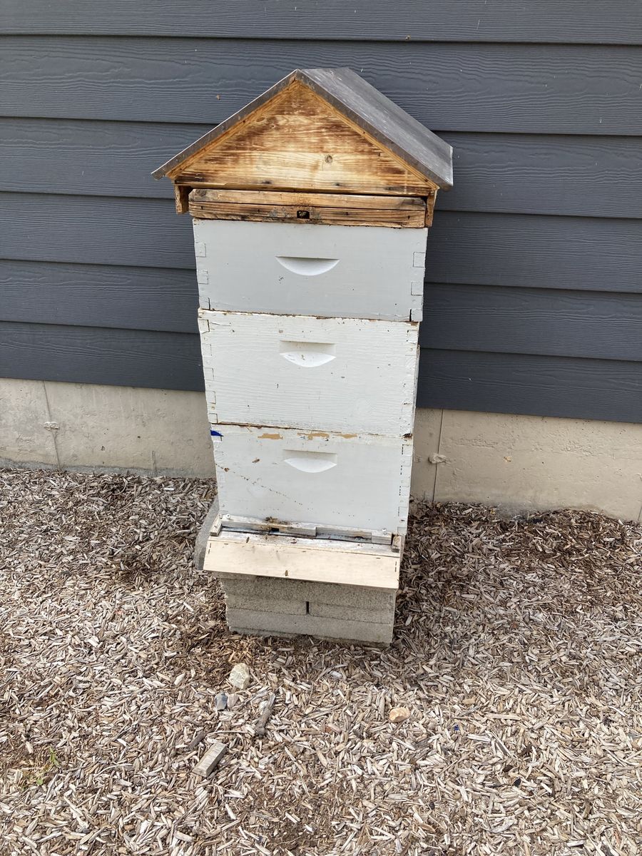 Bee hive and healthy overwintered bees