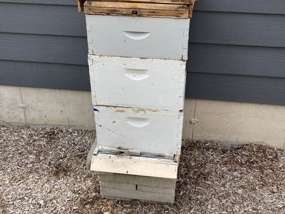 Bee hive and healthy overwintered bees