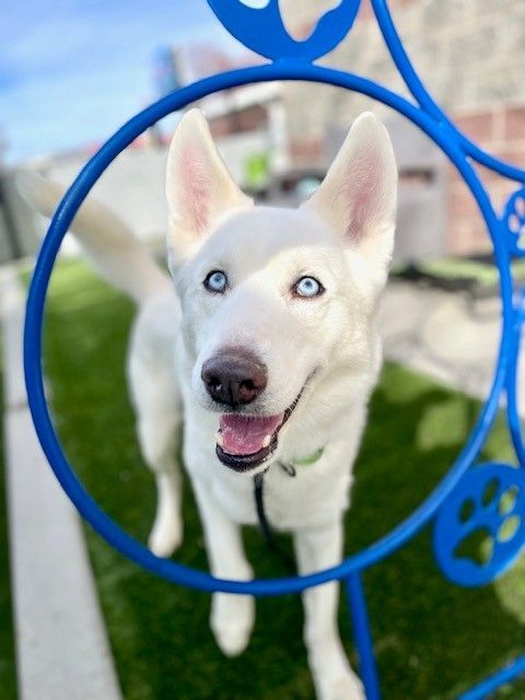 A160294 Cyclone is Available for Adoption!