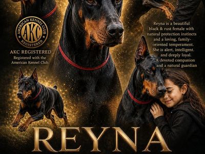 AKC Registered Doberman Puppies - Reserve Now!