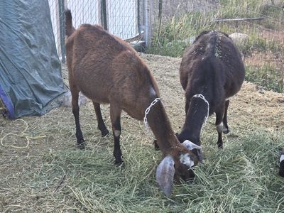 Goat mamas