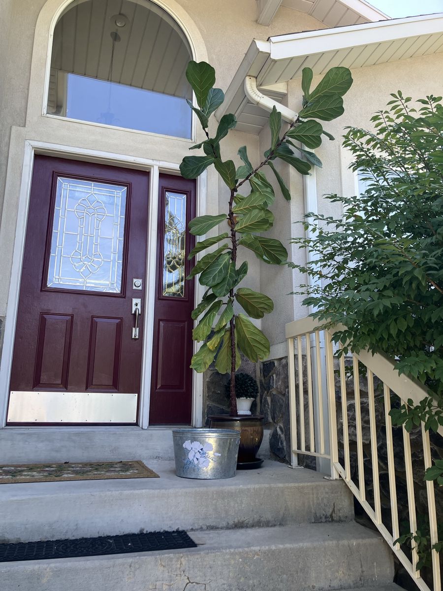 Assorted Indoor Houseplant Bundle Featuring Tall Fiddle-Leaf Fig & Planters, $40