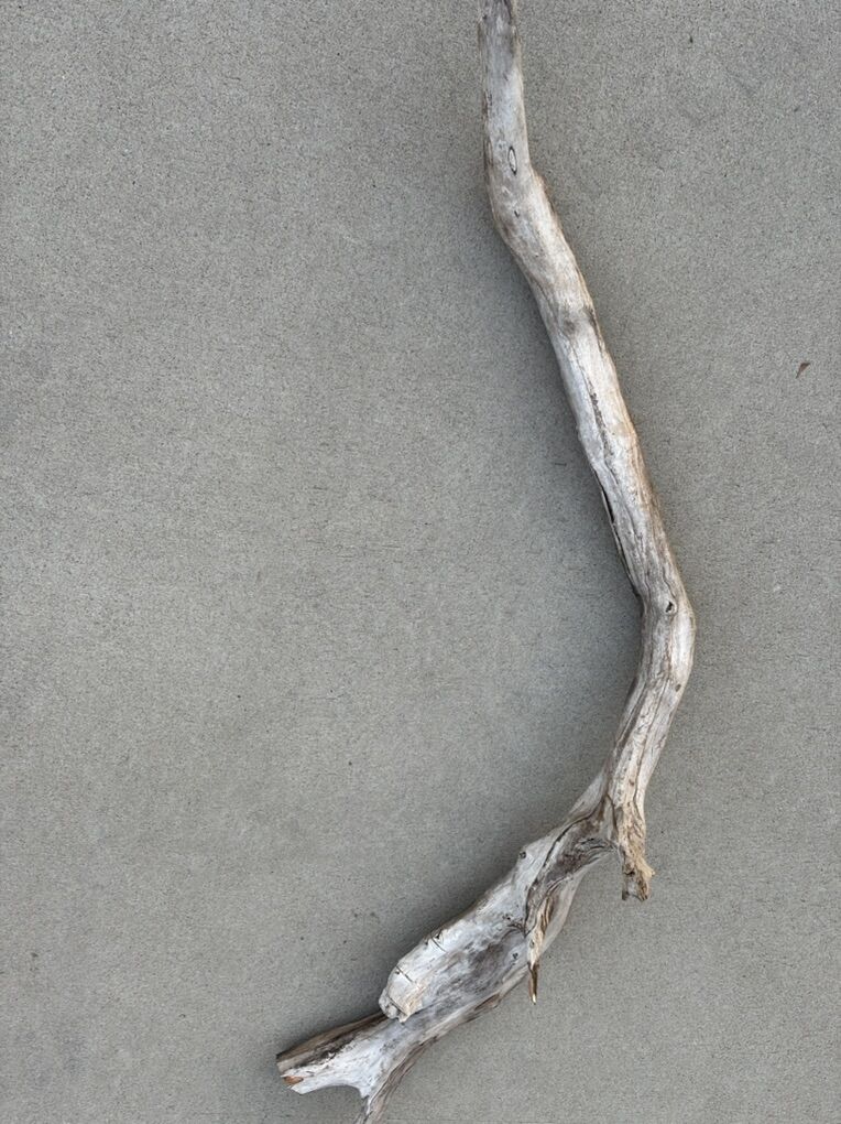 drift wood