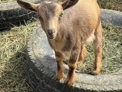 PB Registered Nigerian Dwarf Buckling