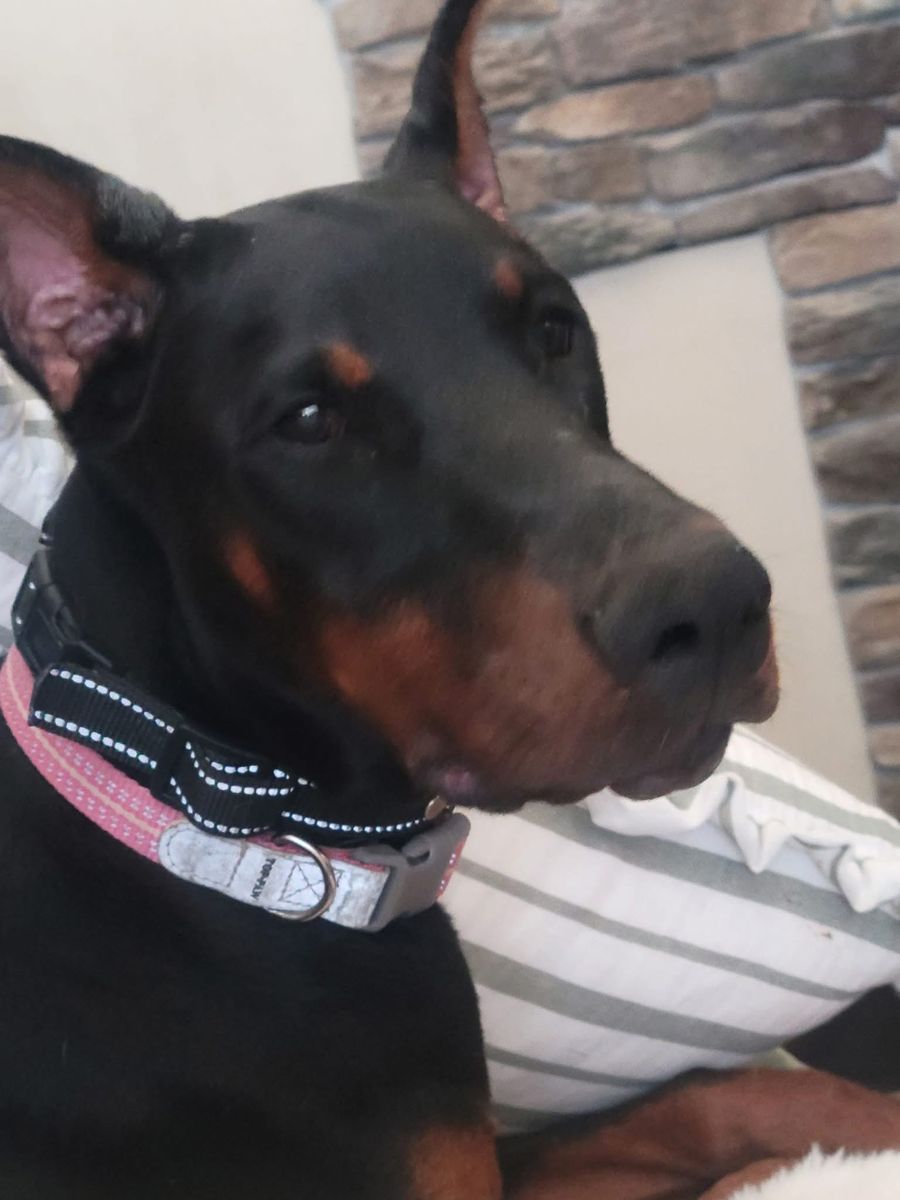 Doberman - Imported Trained
