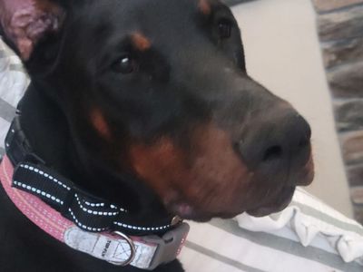 Doberman - Imported Trained