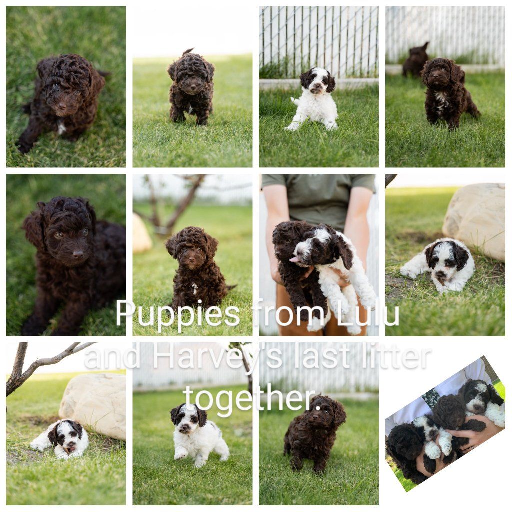 F1B Cockapoo Puppies