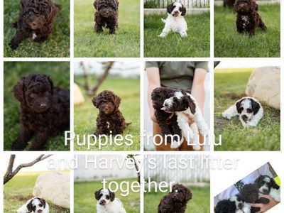 F1B Cockapoo Puppies