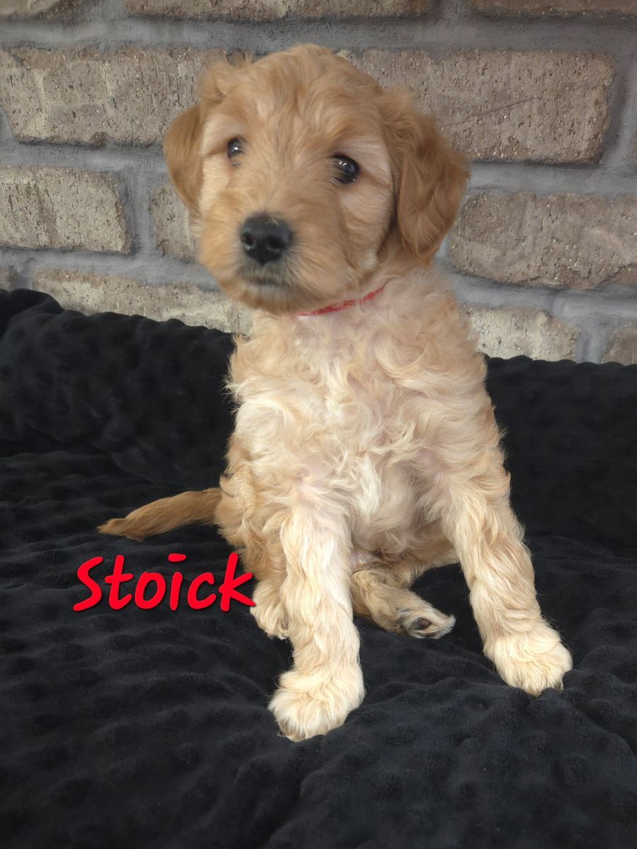 Micro Goldendoodle Puppy – Ready for His Forever Family