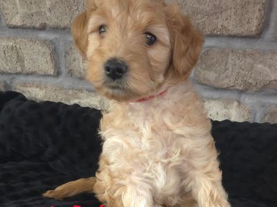 Micro Goldendoodle Puppy – Ready for His Forever Family