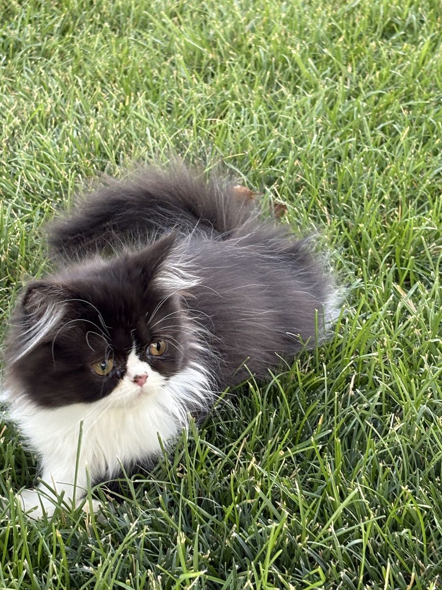 Beautiful Sweet Persian Kittens