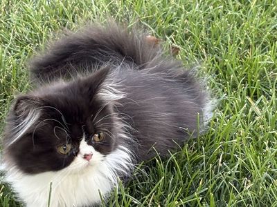 Beautiful Sweet Persian Kittens