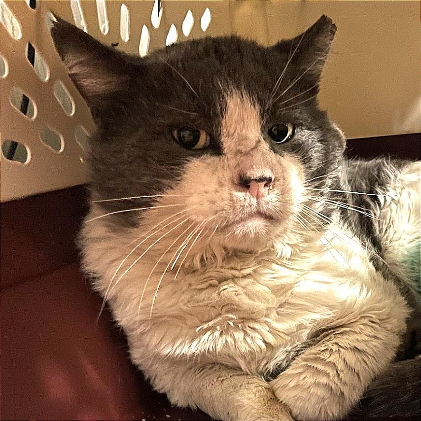 Hello my name is Sullivan