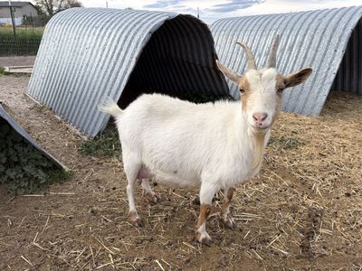 Momma goats some blue eyes!