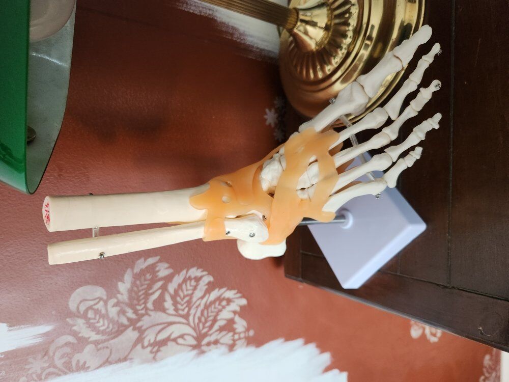 Medical Foot Display with Ligaments