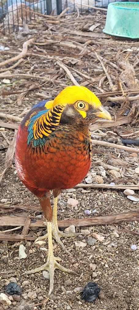 Dark throat pheasants