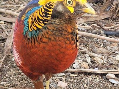 Dark throat pheasants