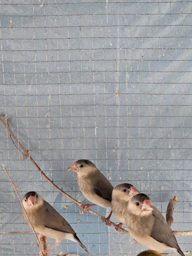 5 Baby Java rice finches