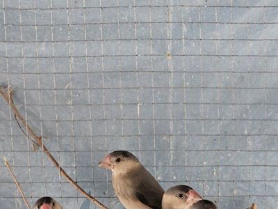 5 Baby Java rice finches