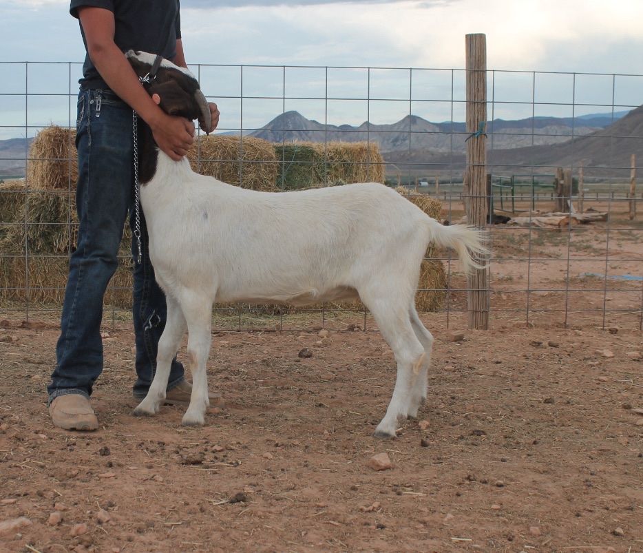 3 year old Boer doe for sale
